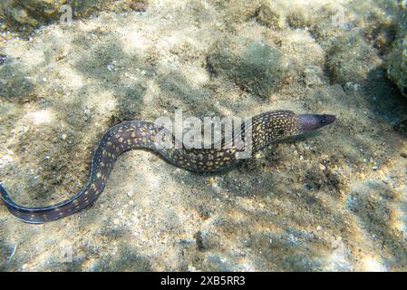 La Moray méditerranéenne, également connue sous le nom d'anguille romaine - (muraena helena) Banque D'Images