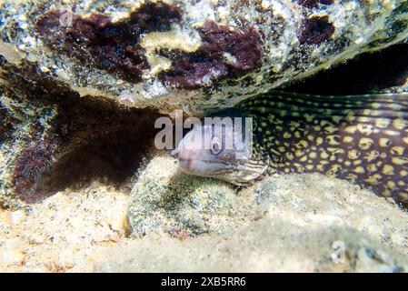 La Moray méditerranéenne, également connue sous le nom d'anguille romaine - (muraena helena) Banque D'Images