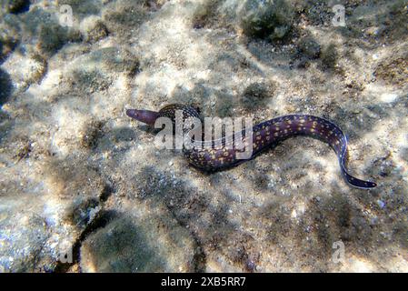 La Moray méditerranéenne, également connue sous le nom d'anguille romaine - (muraena helena) Banque D'Images