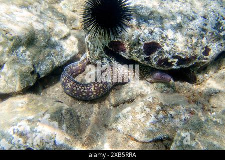 La Moray méditerranéenne, également connue sous le nom d'anguille romaine - (muraena helena) Banque D'Images