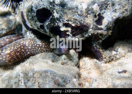 La Moray méditerranéenne, également connue sous le nom d'anguille romaine - (muraena helena) Banque D'Images