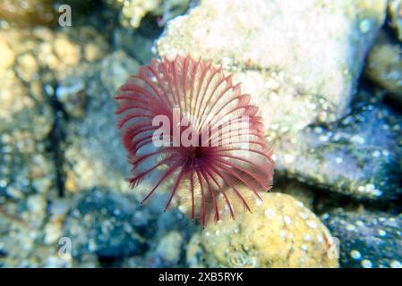 Purple Sabellastarte marine polychète ver, gros plan photographie sous-marine Banque D'Images