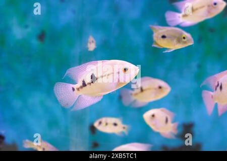 Le poisson cichlide émeraude - (Hypselecara temporalis) Banque D'Images