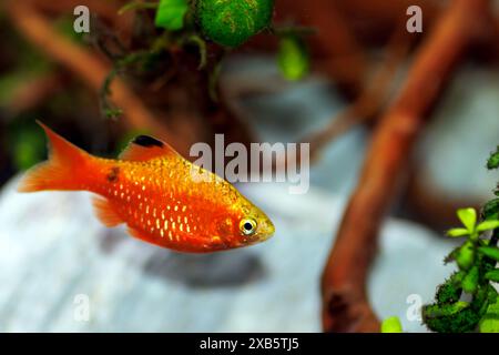 Rose Barb (Red Barb) poisson d'eau douce dans l'aquarium - Puntius conchonius Banque D'Images