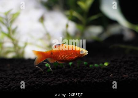 Rose Barb (Red Barb) poisson d'eau douce dans l'aquarium - Puntius conchonius Banque D'Images