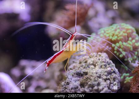 Lysmata amboinensis - l'une des crevettes marines les plus populaires dans les aquariums domestiques Banque D'Images