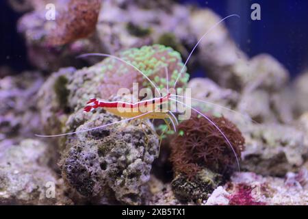 Lysmata amboinensis - l'une des crevettes marines les plus populaires dans les aquariums domestiques Banque D'Images