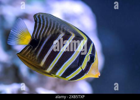 Le juvénile Tang de voilier - (Zebrasoma velifer) Banque D'Images