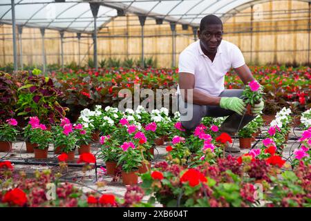 Fleuriste afro-américain arrangeant Catharanthus roseus en pot Banque D'Images