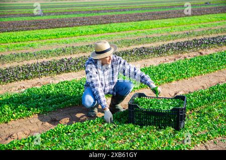 Workman récolte de la salade de maïs vert sur le terrain agricole Banque D'Images