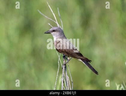 Un oiseau royal de l'Ouest photographié en profil latéral à courte distance dans un habitat vert naturel. Banque D'Images