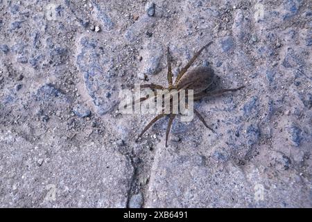 Trochosa ruricola, une araignée dont le nom commun est araignée loup rustique. Banque D'Images