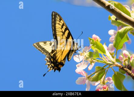 Gros plan d'une pollinisation de la queue d'araignée du tigre de l'est une fleur de pomme rose clair au début du printemps, avec un fond de ciel bleu Banque D'Images