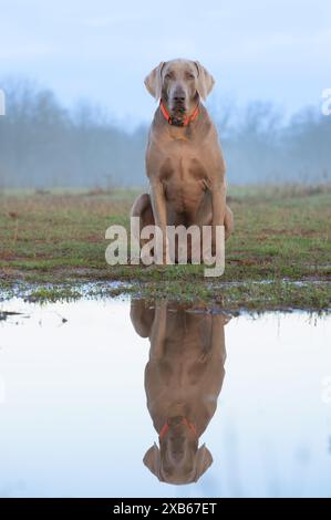Beau chien de Weimaraner assis au bord d'une flaque d'eau par un matin de printemps brumeux ; avec son reflet sur l'eau Banque D'Images