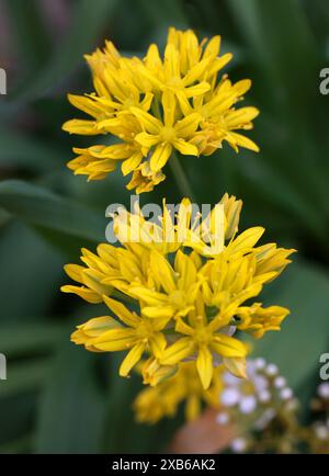 Ail jaune, ail doré ou poireau de lis, Allium moly, Amaryllidaceae (anciennement Alliaceae). France et Espagne, Europe. Banque D'Images