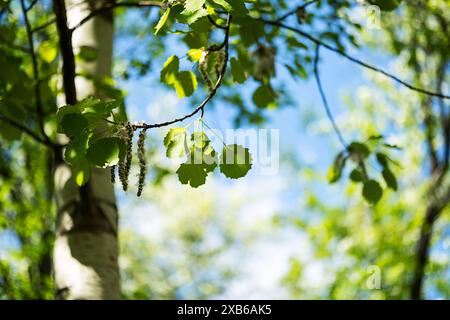 Graines de peuplier moelleuses sur les branches. Banque D'Images