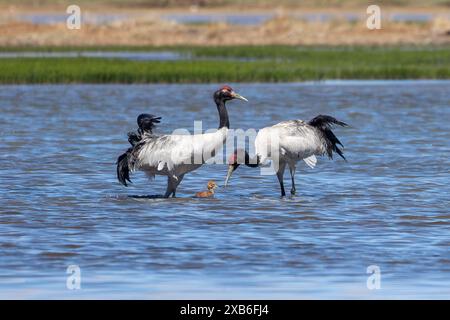 (240611) -- PÉKIN, 11 juin 2024 (Xinhua) -- deux grues à cou noir et leur bébé sont vus dans une zone humide dans le comté de Xainza de la ville de Nagqu, dans la région autonome de Xizang au sud-ouest de la Chine, le 9 juin 2024. Des couples de grues à cou noir élèvent des bébés dans des zones humides à une altitude d'environ 4 700 mètres dans le comté de Xainza. Chaque année, vers la période du mois de juin, des paires de grues à col noir migrent vers le comté de Xainza pour faire éclore des œufs sur des piles d'herbe entourées d'eau. La grue à col noir, une espèce sous la protection de l'État de première classe en Chine, habite principalement les prairies de plateau et les marais à une altitude de 2, 5 Banque D'Images