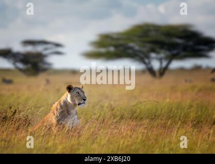 Un lion est assis dans un champ d'herbes hautes de savane, entouré par la verdure luxuriante. La fourrure majestueuse des lions se distingue sur la toile de fond du gr Banque D'Images