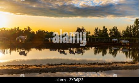 Chevaux de Camargue sur un ranch aux Saintes-Maries-de-la-mer, au lever du soleil, dans les Bouches du Rhône, en Provence Banque D'Images