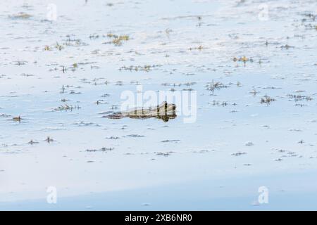 Une grande grenouille verte avec les joues gonflées se trouve dans le marais. Banque D'Images