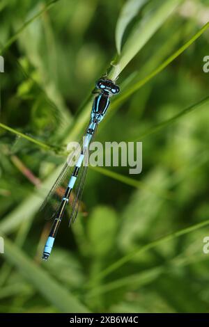 Un rare Dainty Damselfly, Coenagrion scitulum, reposant sur un brin d'herbe. Banque D'Images