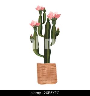 Cactus dans un panier en osier. Plantes pour la maison. Floriculture. Décoration intérieure. Illustration d'aquarelle isolée sur fond blanc. Clipart. Banque D'Images