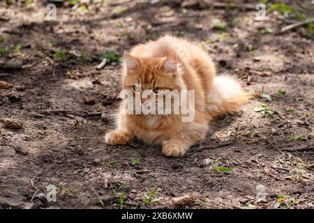 Chat jaune. Couché sur l'herbe. Un chat. Banque D'Images