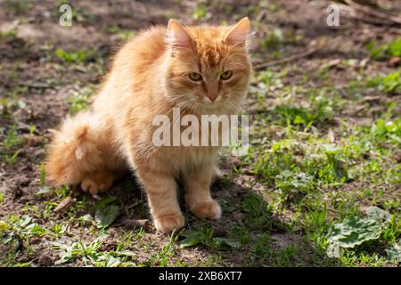 Chat jaune. Couché sur l'herbe. Banque D'Images