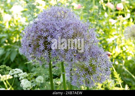 Floraison d'un Allium aflatunense ou d'un oignon ornemental Banque D'Images