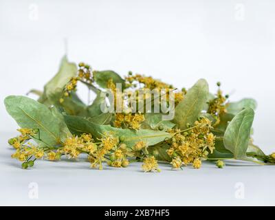 Fleurs de tilleul séchées (Tilia cordata ou tilleul à petites feuilles) isolées sur fond blanc Banque D'Images