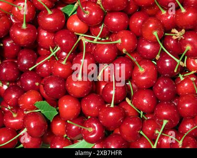 Fruits de cerise douce (Prunus avium) dans une boîte après récolte Banque D'Images