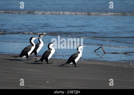 Pied Shags sur la plage de Waikawa, Horowhenua, Île du Nord, Nouvelle-Zélande Banque D'Images