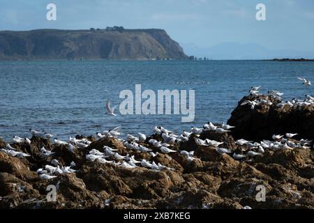 Sternes blanches sur les rochers, Plimmerton, Wellington, Île du Nord, Nouvelle-Zélande. Mana Island au loin. Banque D'Images