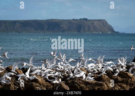 Sternes blanches sur les rochers, Plimmerton, Wellington, Île du Nord, Nouvelle-Zélande. Mana Island au loin. Banque D'Images