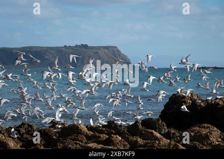 Sternes blanches sur les rochers, Plimmerton, Wellington, Île du Nord, Nouvelle-Zélande Banque D'Images