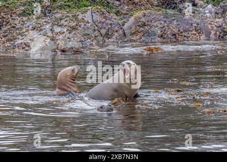 Lions de mer jouant ensemble dans le canal Beagle, juste à l'extérieur du port d'Ushuaia Banque D'Images