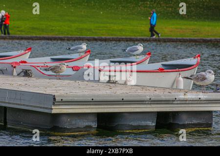 Les mouettes perchées gracieusement sur des bateaux, un mélange pittoresque de vie marine et de charme côtier. Banque D'Images