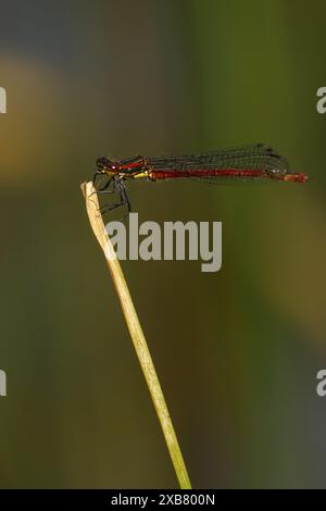 Gros plan d'une grande damoiselle rouge perchée sur la pointe de la plante Banque D'Images