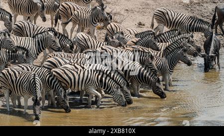 Un zèbre dans un point d'eau populaire dans le parc national d'Etosha, Namibie Banque D'Images