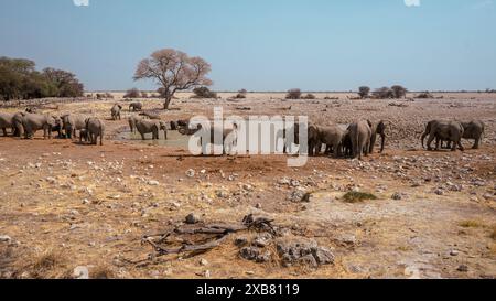 Les éléphants sauvages dans un point d'eau populaire dans le parc national d'Etosha, Namibie Banque D'Images