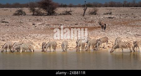 Un zèbre dans un point d'eau populaire dans le parc national d'Etosha, Namibie Banque D'Images