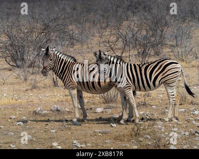 Deux zèbres debout sur un terrain rocheux dans le parc national d'Etosha, Namibie Banque D'Images