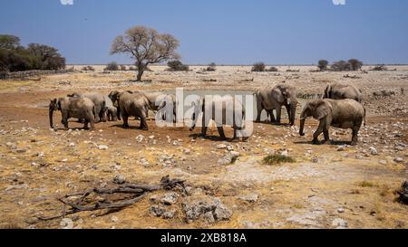 Vue panoramique d'un troupeau d'éléphants au point d'eau du parc national d'Etosha Banque D'Images