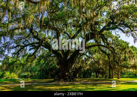 Impressionnants chênes dans le parc municipal de la Nouvelle-Orléans, Louisiane, États-Unis. Banque D'Images