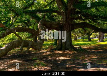 Impressionnants chênes dans le parc municipal de la Nouvelle-Orléans, Louisiane, États-Unis. Banque D'Images