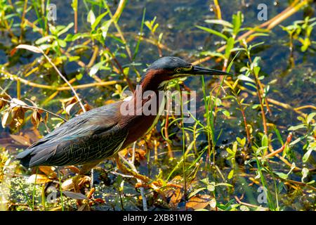 Green Heron à la recherche de nourriture, New Orleans City Park, Louisiane, États-Unis. Banque D'Images