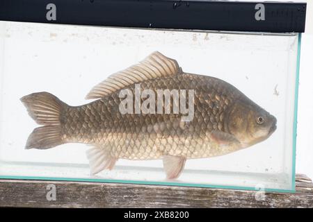 Carpe prussienne trouvée dans le lac anglais Banque D'Images