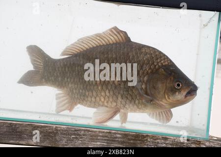 Carpe prussienne trouvée dans le lac anglais Banque D'Images