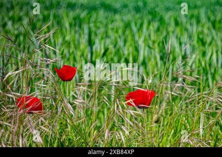 Trois fleurs de pavot rouge en pleine floraison entre des brins d'herbe et un champ de céréales vert dans le fond flou Banque D'Images