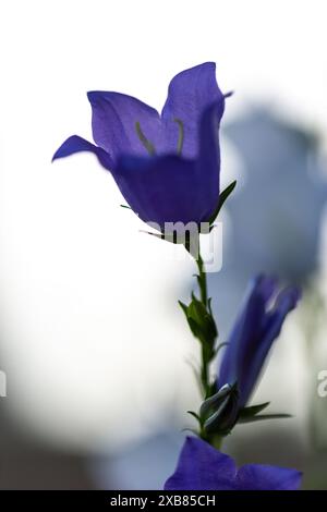 Gros plan d'une fleur de chellflower bleue (campanula) en pleine floraison en contre-jour avec un fond blanc Banque D'Images